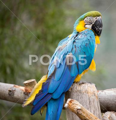 Blue And Gold Macaw Ara Ararauna 图片素材 新片场素材库